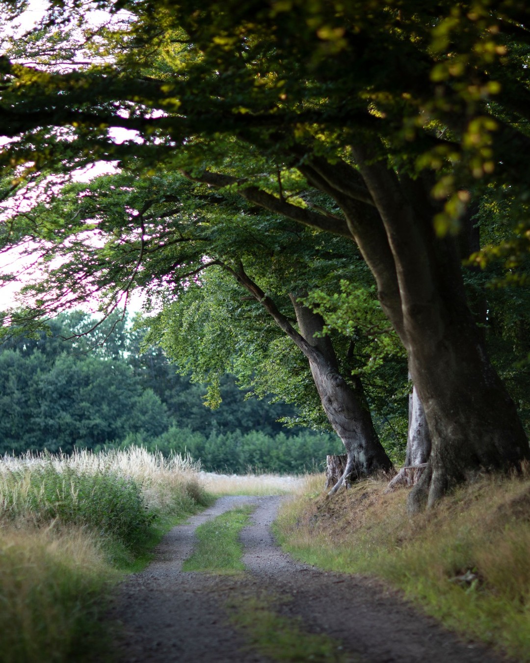 A quiet path beneath green trees at the edge of a meadow